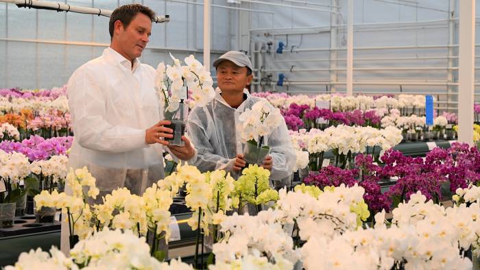 Tỷ phú Jack Ma ghé thăm một công ty ươm giống hoa ở Hà Lan. (Ảnh: Reuters).