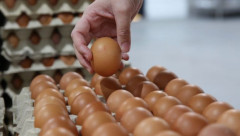 Malaysia: Dự kiến nhập khẩu trứng gà đối phó với nguy cơ kham hiếm trứng
