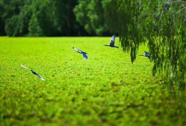 The empathetic thinking of investors has turned the attractive lands in Heroic Bay into an eco-tourism village with a series of picturesque scenes.