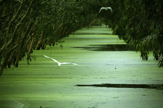 Unique photos in the green Tra Su Melaleuca forest in the water season