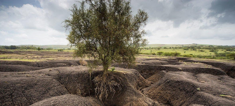 Soil erosion in the Tanzanian Maasai landscape

Source: University of Plymouth/Carey Marks, United Nations website