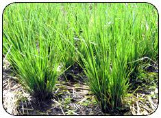 Vetiver grass

Source: Land Development Department,

Ministry of Agriculture and Cooperatives website