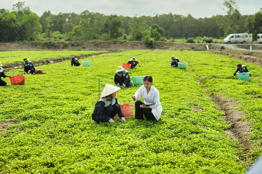 Các kỹ sư tiến hành đánh giá định kỳ chất lượng và hướng dẫn cho bà con nông dân kỹ thuật
trồng rau má chuẩn VietGAP.