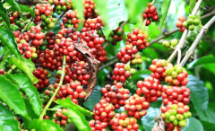 Những ngày đầu năm sản phẩm cà phê tiếp tục duy trì đà tăng trên thị trường thế giới