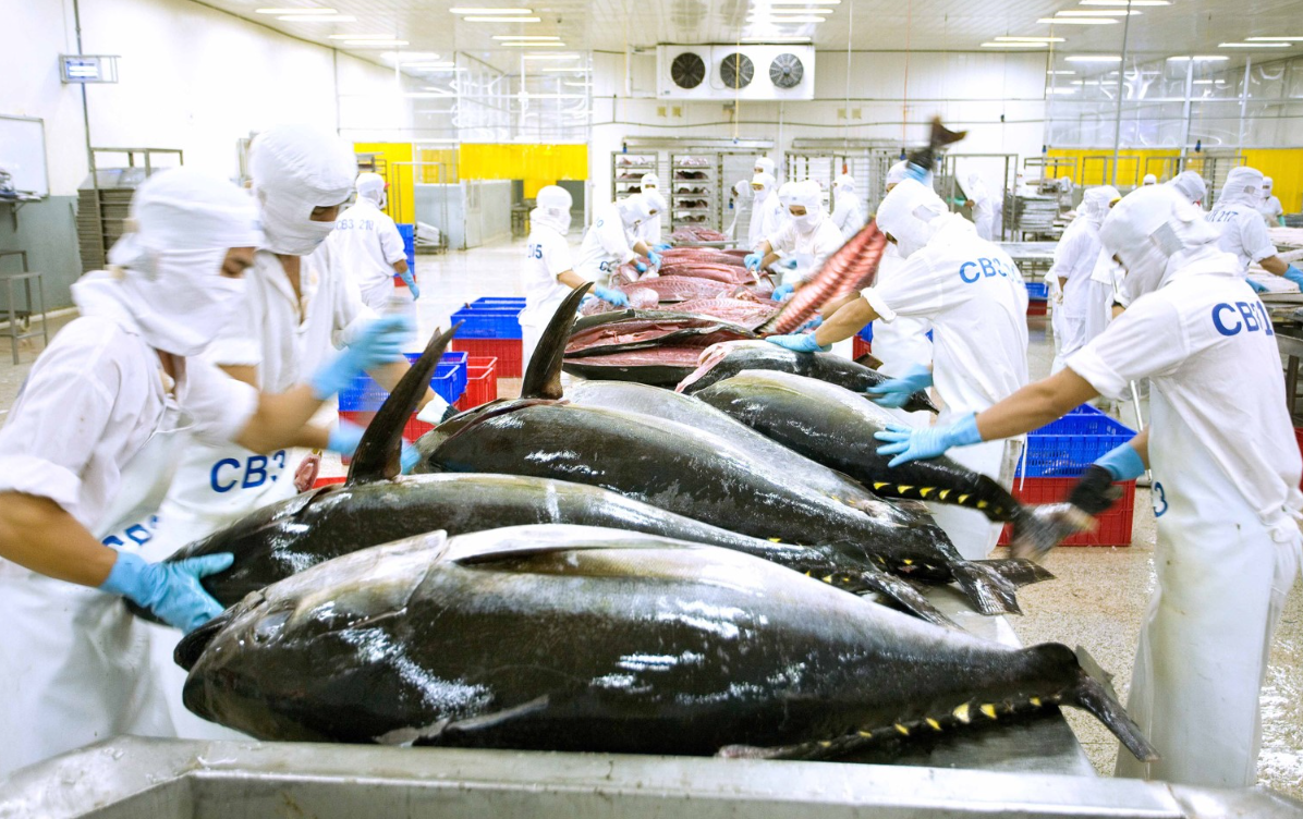 Xuất khẩu cá ngừ của Việt Nam tiếp tục giảm sâu.
