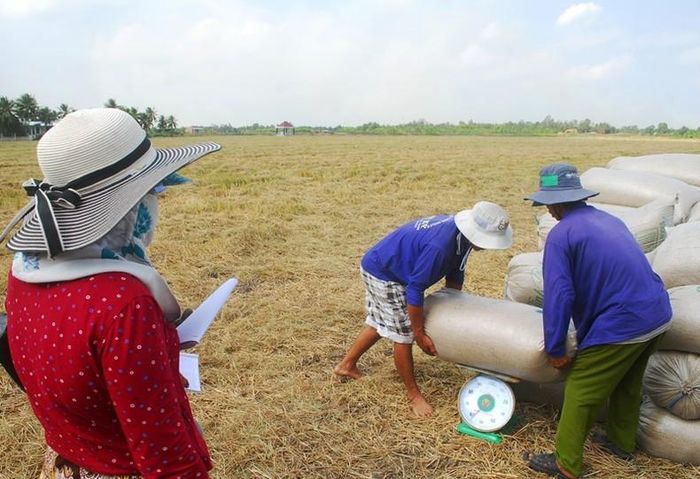 Thương lái đến tận ruộng thu mua lúa cho nhân dân tại xã Phú Nhuận, huyện Cai Lậy, tỉnh Tiền Giang.