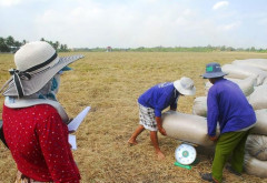 Nông dân lãi 30 triệu đồng/ha, lúa đông  xuân  ở  Tiền  Giang được  giá