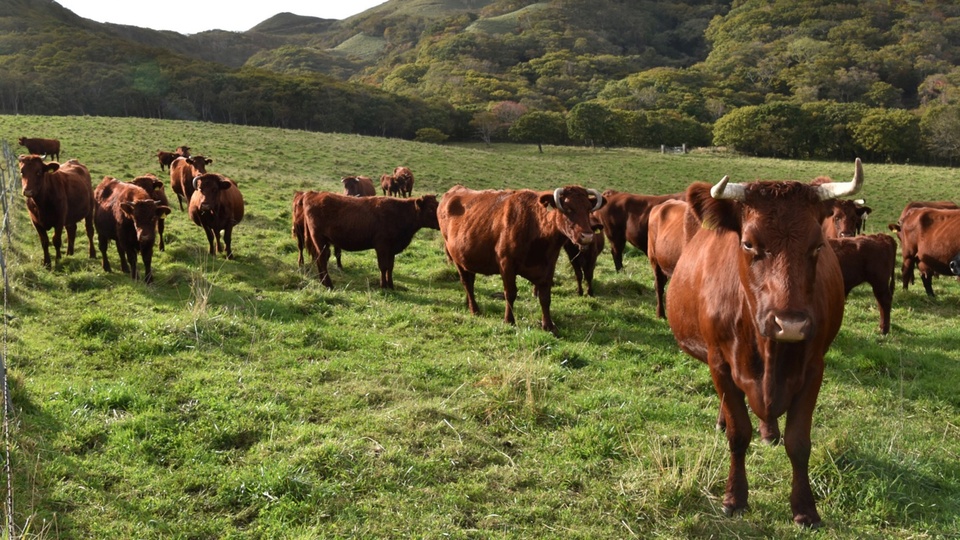 Liên doanh của Vinamilk và Tập đoàn Sojitz Nhật Bản sắp bán thịt bò tự nuôi tại Việt Nam. Ảnh: Reuters.