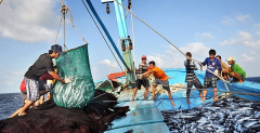 Chuyển đổi một số nghề khai thác hải sản ảnh hưởng đến nguồn lợi và môi trường sinh thái