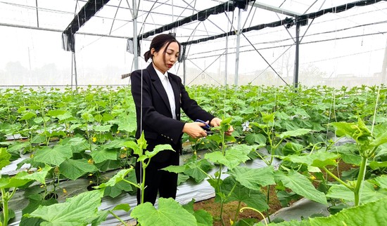 HTX Nông nghiệp Toàn Thắng (xã Tuy Lộc, huyện Cẩm Khê) là một trong những mô hình sản xuất rau, củ, quả theo hướng hữu cơ đã lên sàn TMĐT.