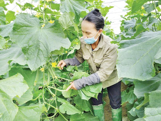 Trang trại Sông Lô xanh (xã Sông Lô, thành phố Việt Trì) canh tác các nông sản an toàn cung cấp cho thị trường