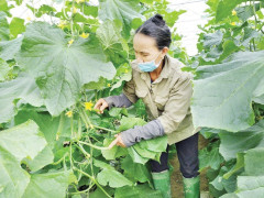 Phú Thọ: Sản xuất nông nghiệp sạch, an toàn theo hướng bền vững
