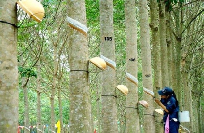 In 2023, Phuoc Hoa Rubber's profit may grow negatively.