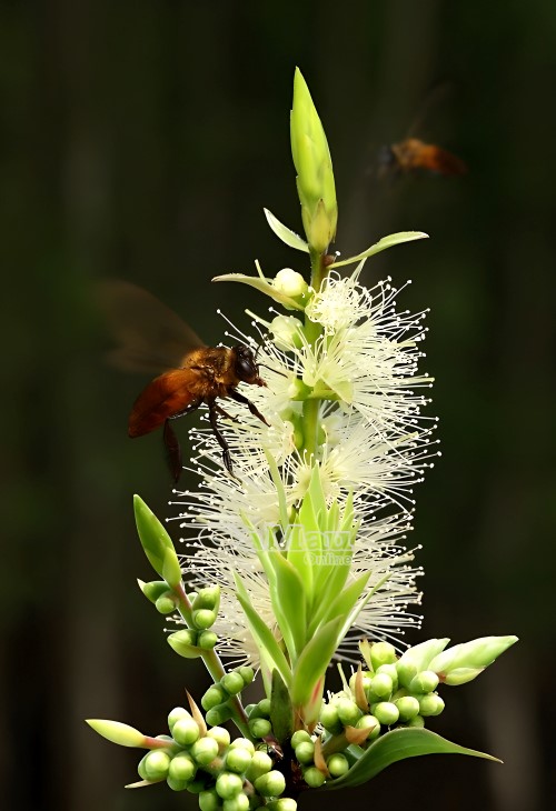 Ong hút mật hoa tràm