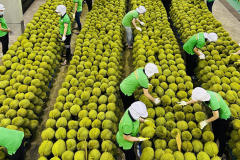 Thị trường Trung Quốc thúc đẩy xuất khẩu rau quả 2 tháng đầu năm