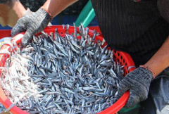 Tín hiệu vui cho ngư dân miền Trung: Trúng đậm hàng tấn cá cơm