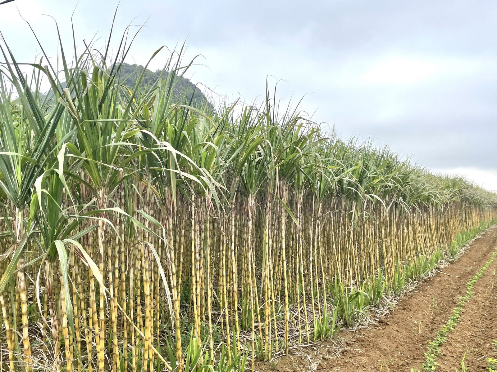 Hoa Binh white sugarcane