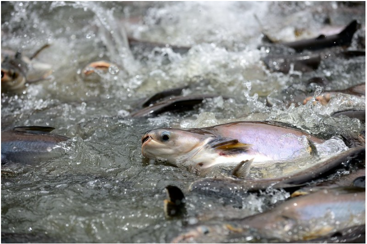 The pangasius industry, which has experienced ups and downs, has now reached out to the big sea