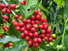 Cà phê Việt Nam chiếm thị phần lớn trong nguồn cung cà phê của Tây Ban Nha 