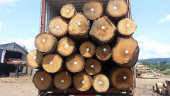 Việt Nam nhập khẩu gần 2 tỷ USD gỗ nguyên liệu trong năm 2022