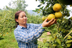 Phú Thọ: Hướng đi mới trong sản xuất nông nghiệp ở huyện Tân Sơn