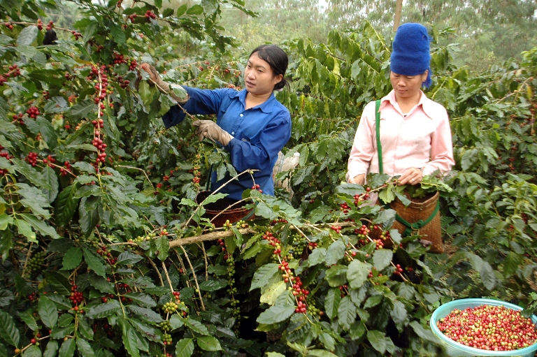 Hiện nay Sơn La có gần 20.000 ha cà phê nguyên liệu đáp ứng nhu cầu sản xuất của các nhà máy chế biến (ảnh: Nguyễn Hồng)
