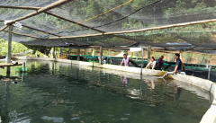 Thanh Hoá: Kinh doanh cá Tầm, cá Hồi thu nhập tiền tỷ mỗi năm