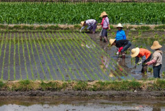 Trung Quốc: Ra mắt nền tảng dữ liệu lớn thúc đẩy phát triển ngành lúa gạo