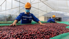 Xuất khẩu cà phê Việt đối diện thách thức vì EU thay đổi quy định nhập khẩu