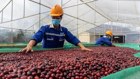 Vietnamese coffee exports face challenges because the EU changing import regulations