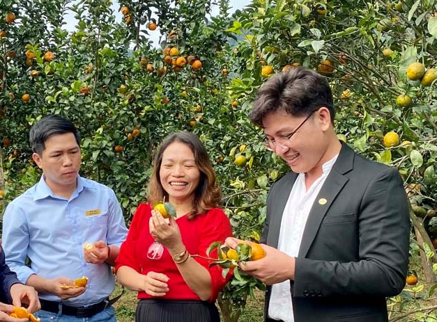 Sản phẩm quả có múi hữu cơ xuất xứ từ trang trại của HTX Organic Hopefarm,  xã Mỹ Hòa (Tân Lạc) được thị trường Hà Nội ưa chuộng.