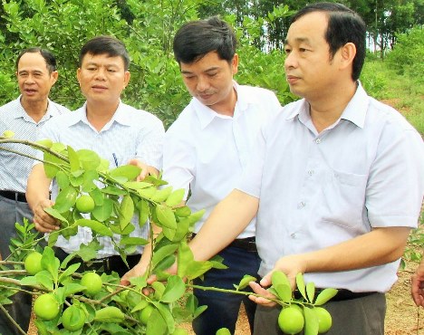 Lãnh đạo huyện Đô Lương thăm mô hình trồng chanh không hạt ở xã Thuận Sơn