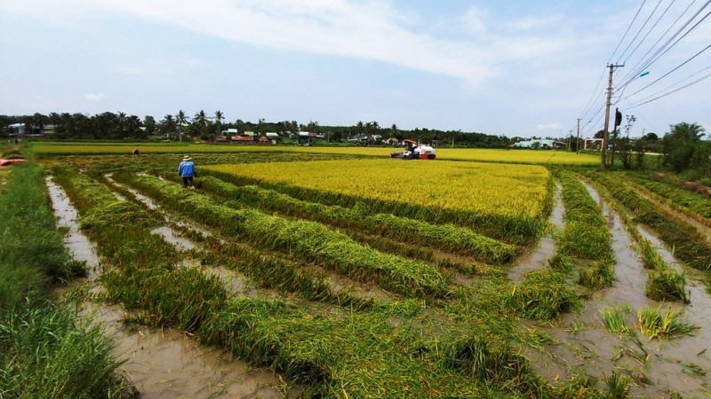 Sau trận mưa đá, kèm theo gió lốc tại TP Kon Tum có khoảng 80ha lúa bị hư hại bị thiệt hại trên 70%.