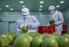 Xuất khẩu rau quả là điểm sáng trong hoạt động xuất khẩu của Việt Nam