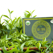 Phú Thọ: Sản phẩm trà đạt tiêu chuẩn OCOP 5 sao cấp quốc gia