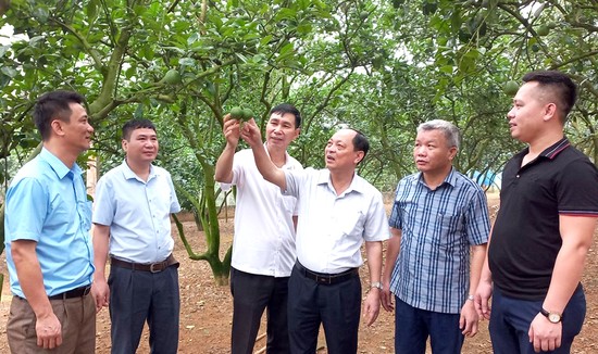 Mô hình bưởi đã được cấp mã số vùng trồng tại xã Vân Đồn, huyện Đoan Hùng