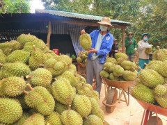 ​Việt Nam có thêm nhiều mã số vùng trồng sầu riêng được xuất khẩu vào Trung Quốc