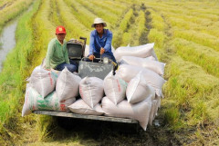 Thị trường xuất khẩu gạo của Việt Nam thuận lợi nhưng thiếu vốn