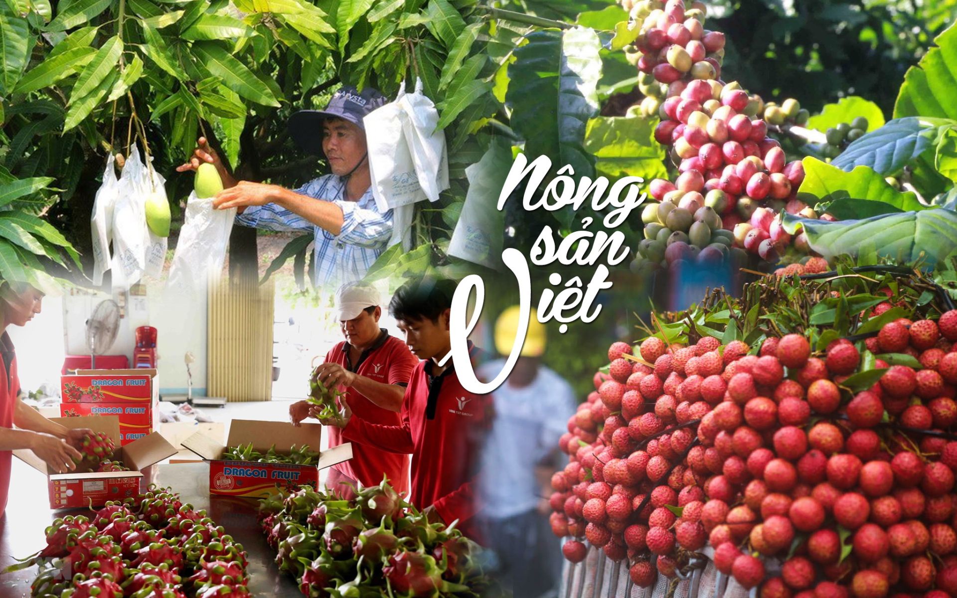 Nông sản Việt: Hành trình vươn ra thế giới và thách thức chất lượng