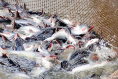 Thị trường EU chiếm 11% tỷ trọng xuất khẩu cá tra Việt Nam trong 4 tháng đầu năm 2023