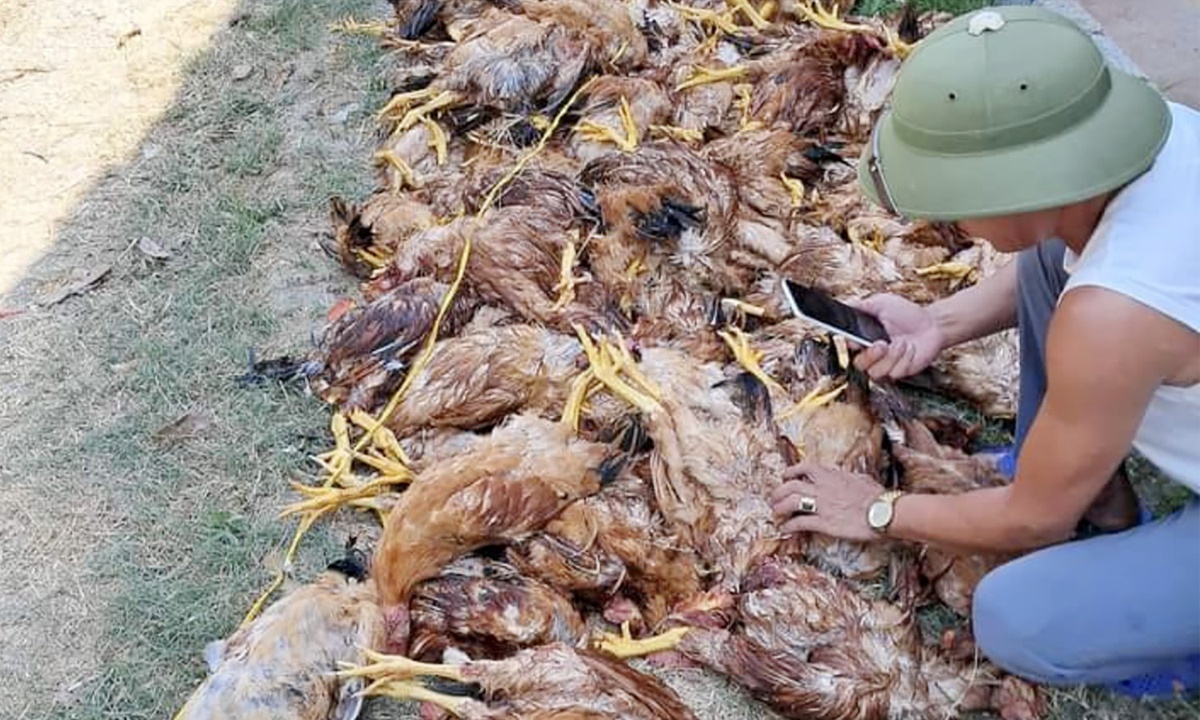 Hơn 1.000 con gà tại trang trại của anh Cao Văn Thìn ở xã Diễn Thọ (huyện Diễn Châu, tỉnh Nghệ An) bị chết do sốc nhiệt khi bị cúp điện đột ngột. Ảnh: NVCC.