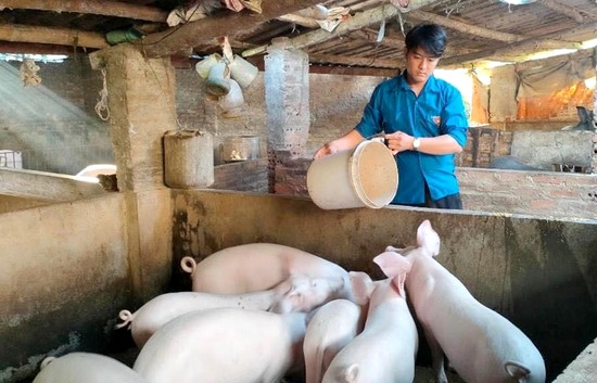 Mô hình nuôi lợn của đoàn viên Bùi Văn Thọ - Bí thư Chi đoàn Muỗi Bòng (xã Xuân Đài, huyện Tân Sơn)