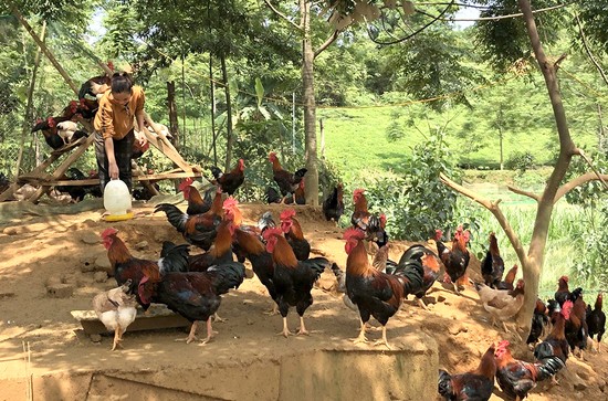 Mô hình nuôi gà của chị Hà Thị Thảo khu Chóc, xã Mỹ Thuận, huyện Tân Sơn