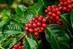 Giá trị xuất khẩu cà phê của Việt Nam có thể đạt mức kỷ lục mới