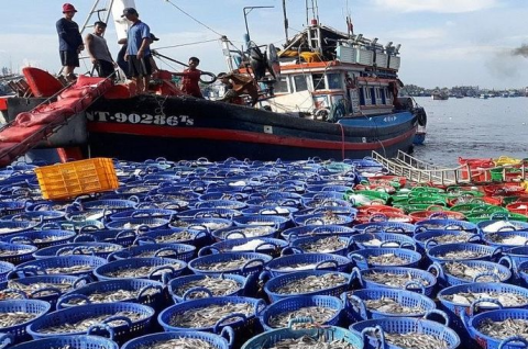 Seafood exports to the EU market dropped sharply due to IUU yellow card