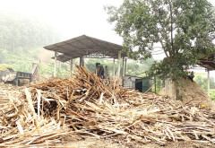 Phú Thọ: Khó khăn trong ngành chế biến dăm gỗ trên địa bàn tỉnh