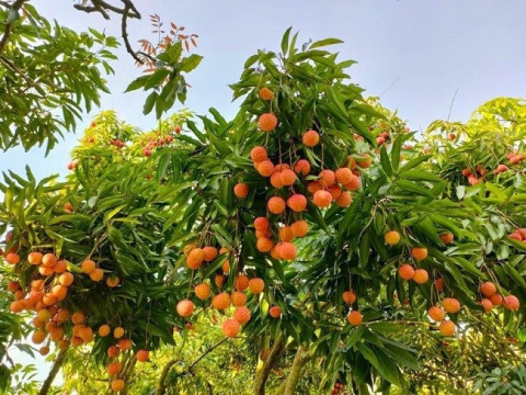 Thanh Ha lychee (Hai Duong) was introduced and marketed to consumers in the capital.