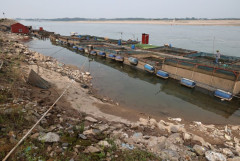 Phú Thọ: Nước sông giảm khiến việc nuôi cá lồng gặp khó khăn