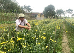 Phú Thọ: Nông dân vay vốn hiệu quả nhờ nguồn Quỹ Hỗ trợ nông dân