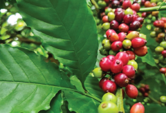 Giá cà phê hôm nay trong nước giảm nhẹ, nguồn cung Robusta sẽ giảm mạnh trong thời gian tới
